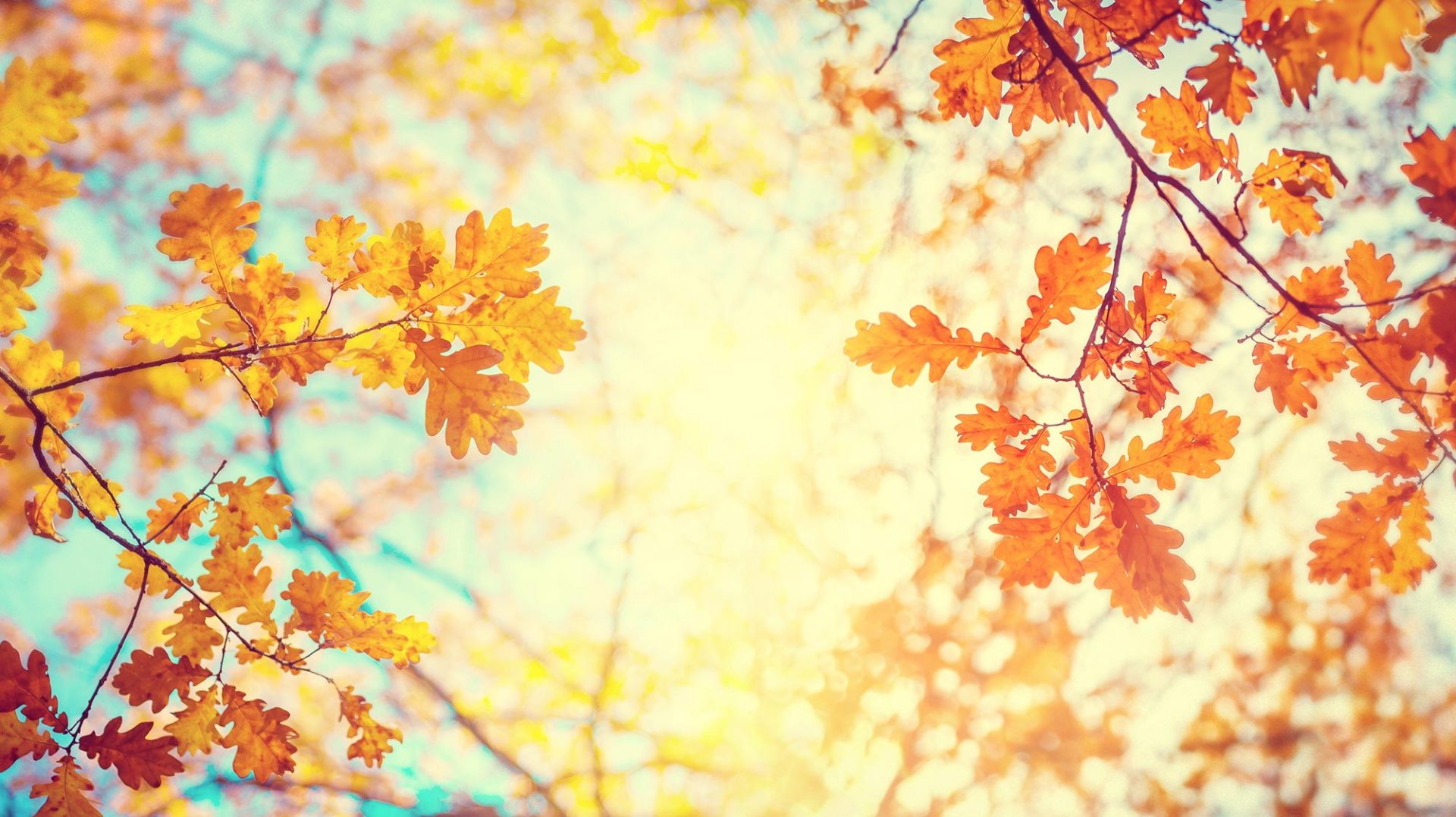 Herbstliche Eichenblätter in warmen Orangetönen vor einem weich unscharfen, hellgelben Hintergrund, der eine warme, einladende Atmosphäre schafft