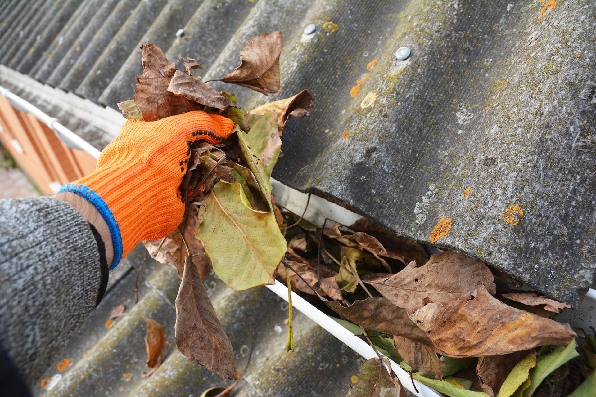 Nahaufnahme einer Hand mit orangefarbenem Arbeitshandschuh bei der Reinigung einer Dachrinne von herbstlichen Blättern, im Fokus ein großes grün-braunes Blatt